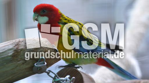 Prachtrosella (1).jpg